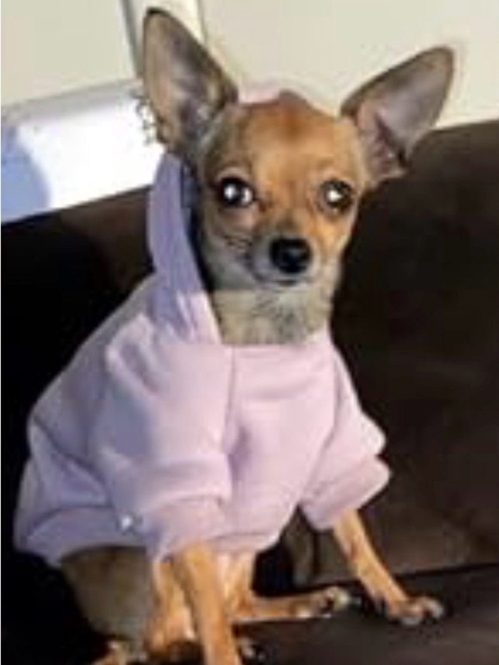 ⭐️ Pale Lavender hoodie for cats or small dog - size XS (see measurement) #1 - Picture 4 of 9